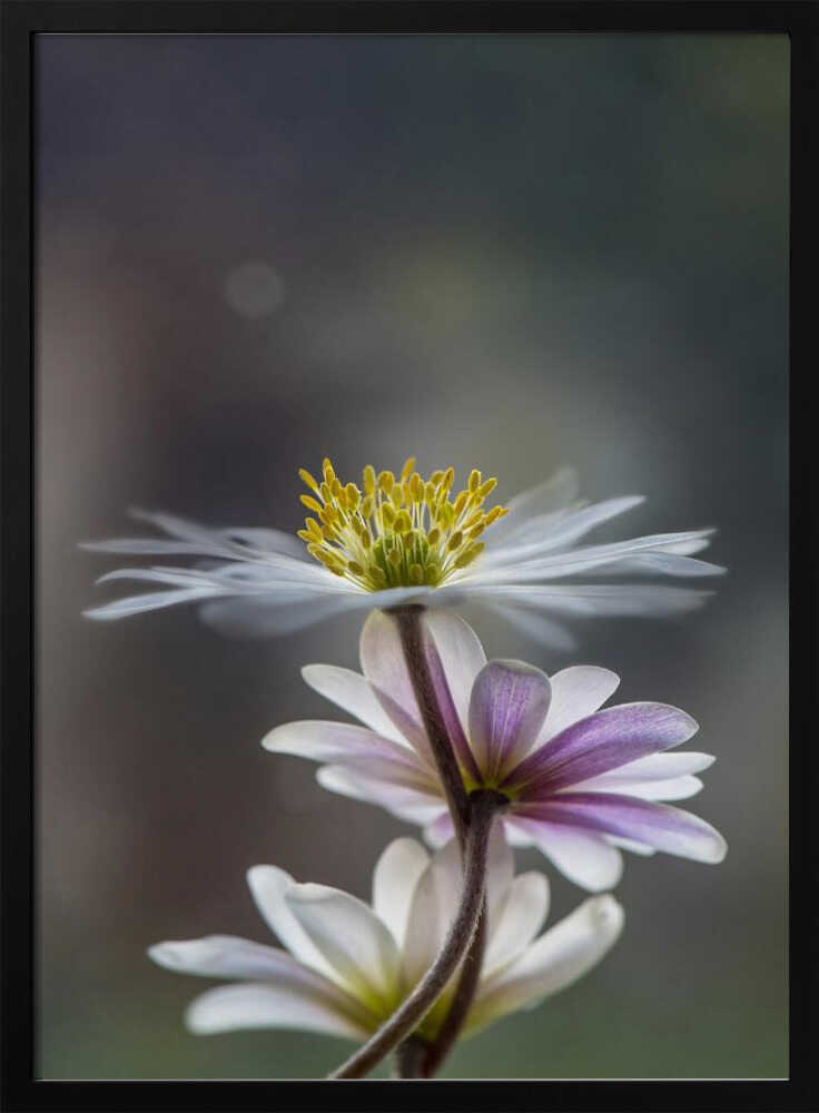 Delicate Spring Flowers - Floral Photographic Stretched Canvas Poster or Fine Art Print