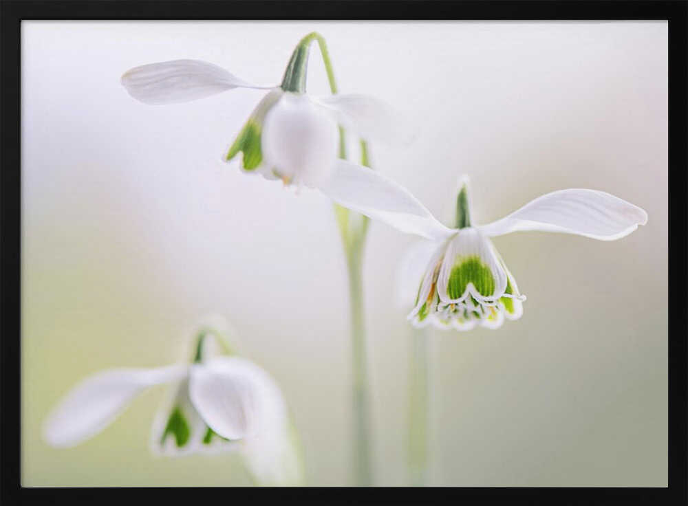 Delicate Spring Snowdrops - Floral Photographic Stretched Canvas Poster or Fine Art Print