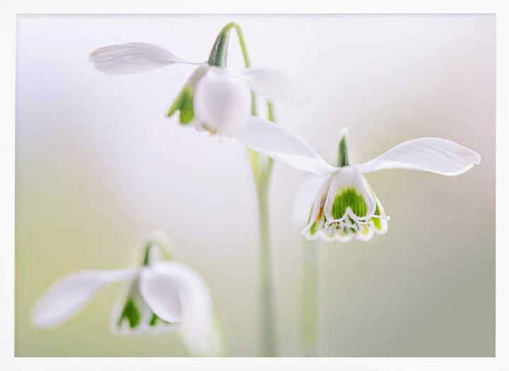 Delicate Spring Snowdrops - Floral Photographic Stretched Canvas Poster or Fine Art Print