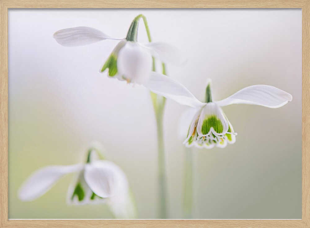 Delicate Spring Snowdrops - Floral Photographic Stretched Canvas Poster or Fine Art Print