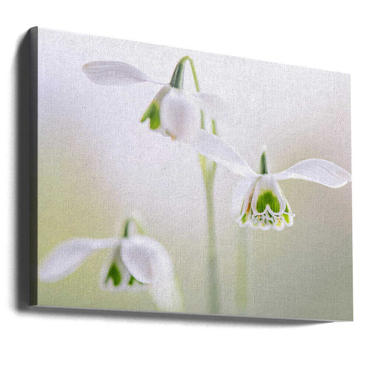 Delicate Spring Snowdrops - Floral Photographic Stretched Canvas Poster or Fine Art Print