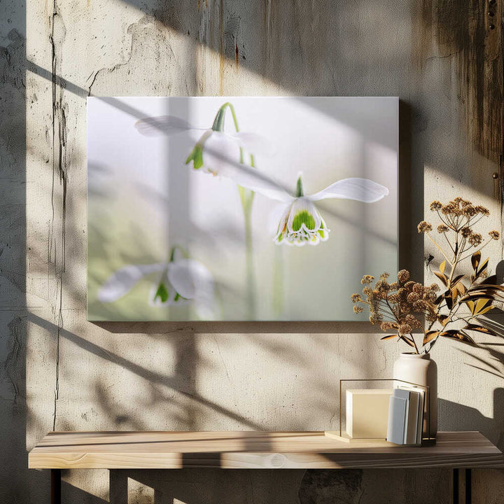 Delicate Spring Snowdrops - Floral Photographic Stretched Canvas Poster or Fine Art Print