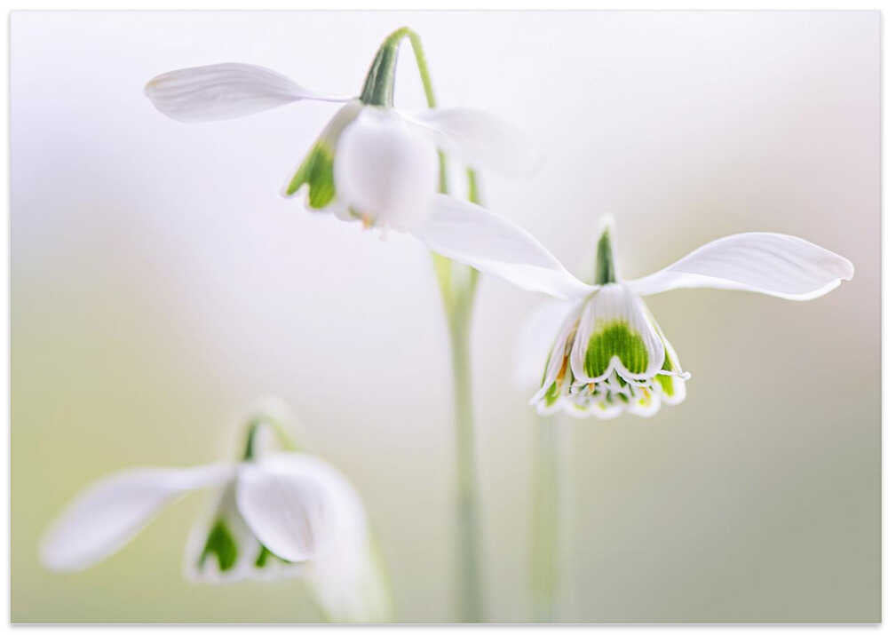 Delicate Spring Snowdrops - Floral Photographic Stretched Canvas Poster or Fine Art Print