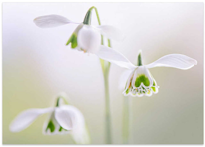 Delicate Spring Snowdrops - Floral Photographic Stretched Canvas Poster or Fine Art Print