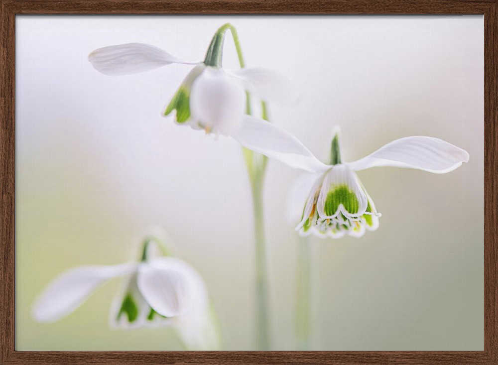 Delicate Spring Snowdrops - Floral Photographic Stretched Canvas Poster or Fine Art Print