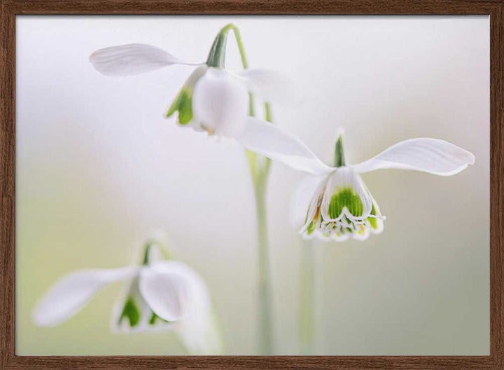 Delicate Spring Snowdrops - Floral Photographic Stretched Canvas Poster or Fine Art Print