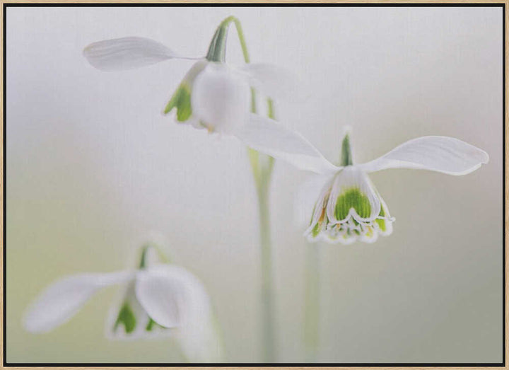Delicate Spring Snowdrops - Floral Photographic Stretched Canvas Poster or Fine Art Print