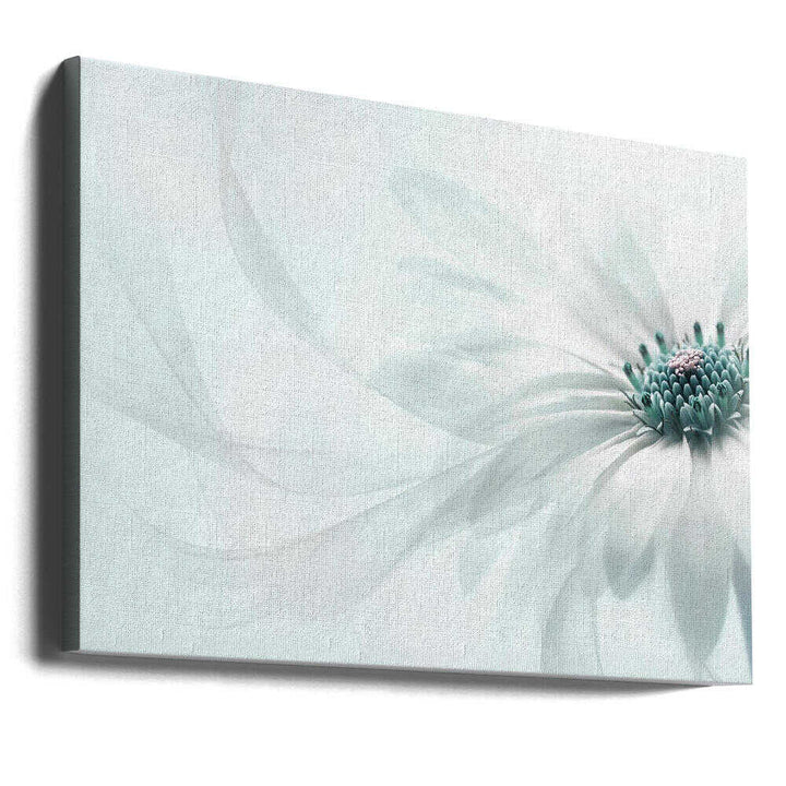 Delicate Teal Daisy - Floral Photographic Stretched Canvas Poster or Fine Art Print