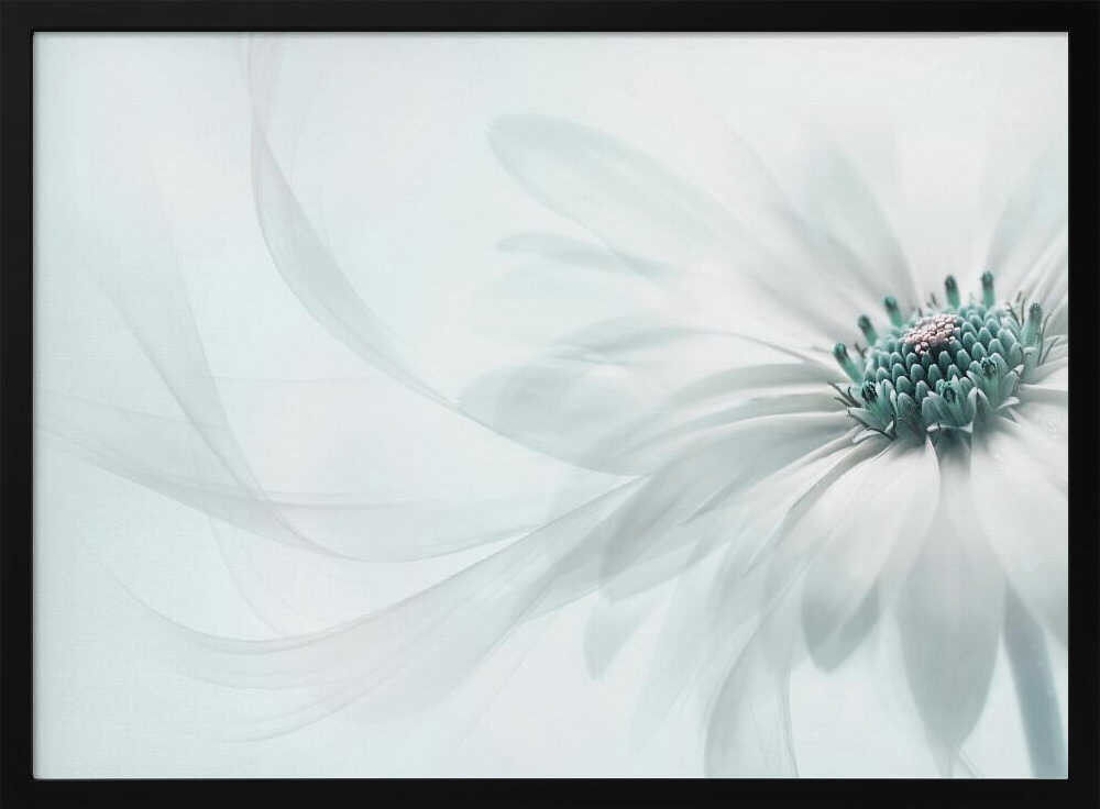 Delicate Teal Daisy - Floral Photographic Stretched Canvas Poster or Fine Art Print
