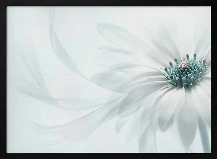 Delicate Teal Daisy - Floral Photographic Stretched Canvas Poster or Fine Art Print