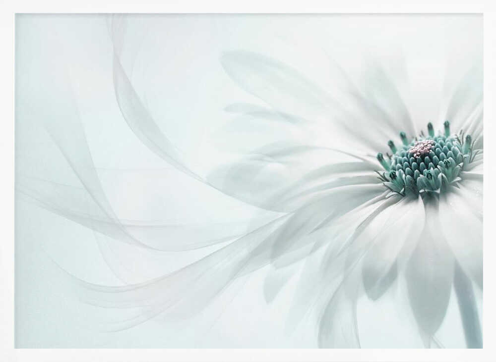Delicate Teal Daisy - Floral Photographic Stretched Canvas Poster or Fine Art Print
