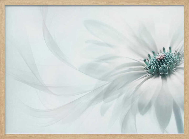 Delicate Teal Daisy - Floral Photographic Stretched Canvas Poster or Fine Art Print