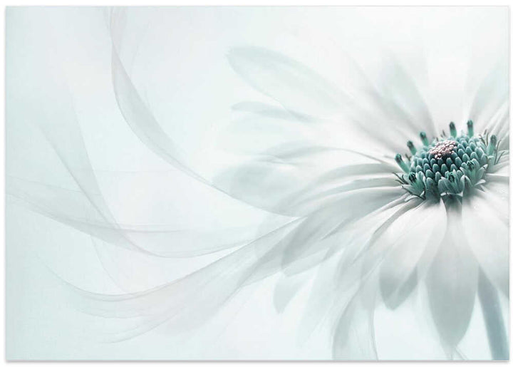 Delicate Teal Daisy - Floral Photographic Stretched Canvas Poster or Fine Art Print