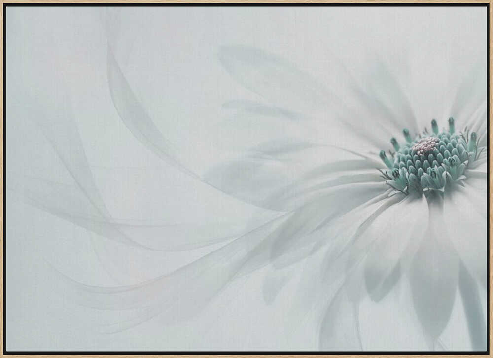 Delicate Teal Daisy - Floral Photographic Stretched Canvas Poster or Fine Art Print