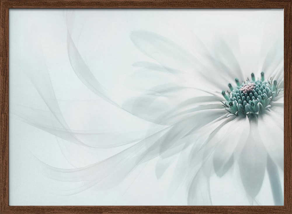 Delicate Teal Daisy - Floral Photographic Stretched Canvas Poster or Fine Art Print