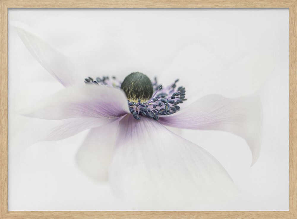 Delicate White Anemone - Floral Photographic Stretched Canvas Poster or Fine Art Print
