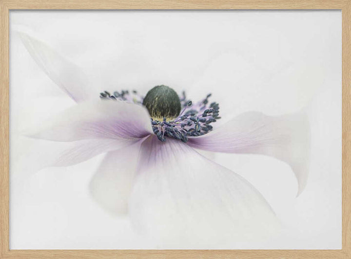 Delicate White Anemone - Floral Photographic Stretched Canvas Poster or Fine Art Print
