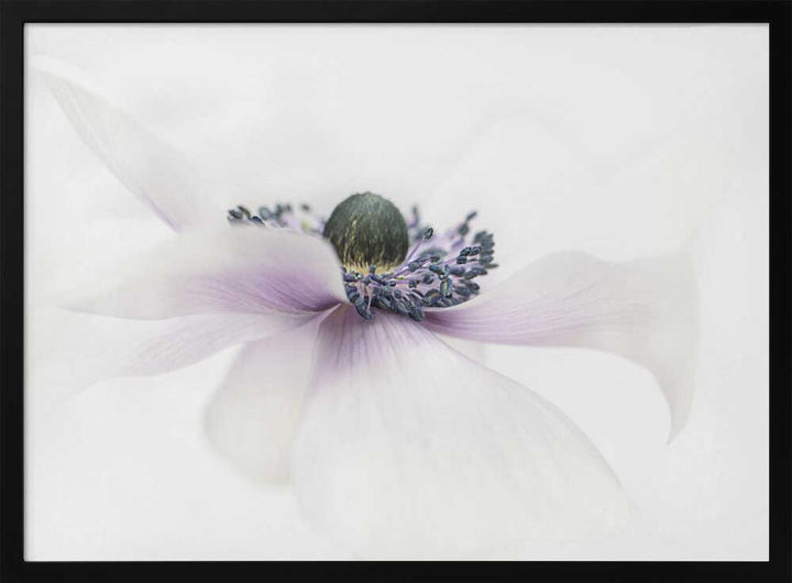 Delicate White Anemone - Floral Photographic Stretched Canvas Poster or Fine Art Print