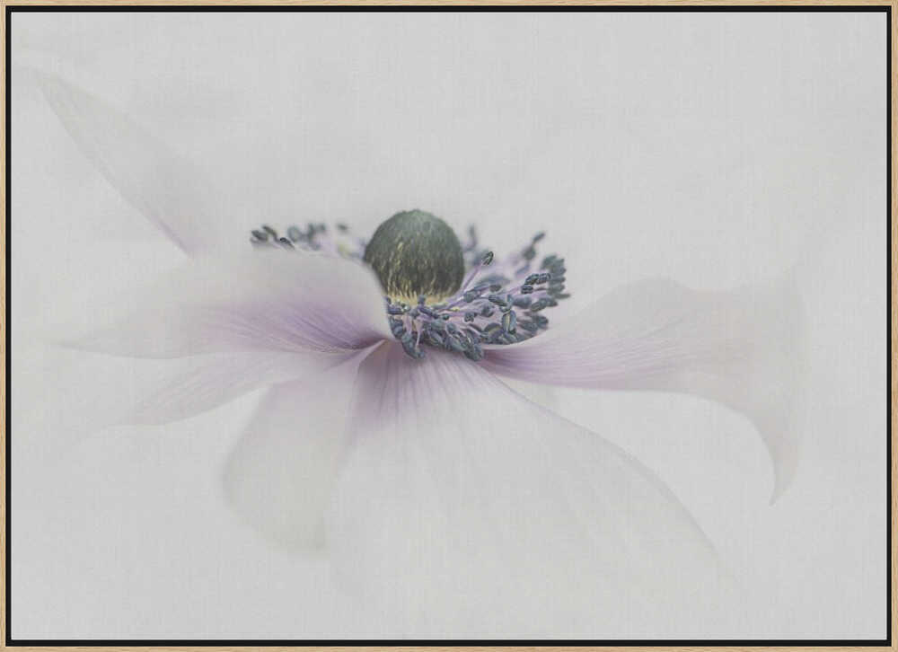 Delicate White Anemone - Floral Photographic Stretched Canvas Poster or Fine Art Print