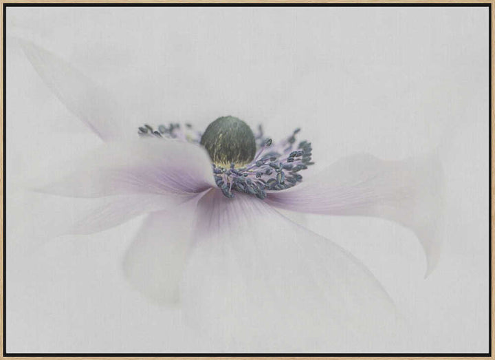 Delicate White Anemone - Floral Photographic Stretched Canvas Poster or Fine Art Print