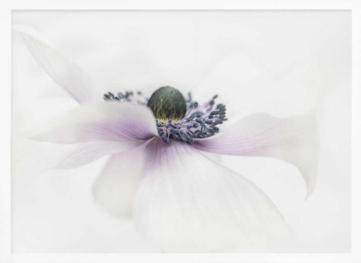 Delicate White Anemone - Floral Photographic Stretched Canvas Poster or Fine Art Print