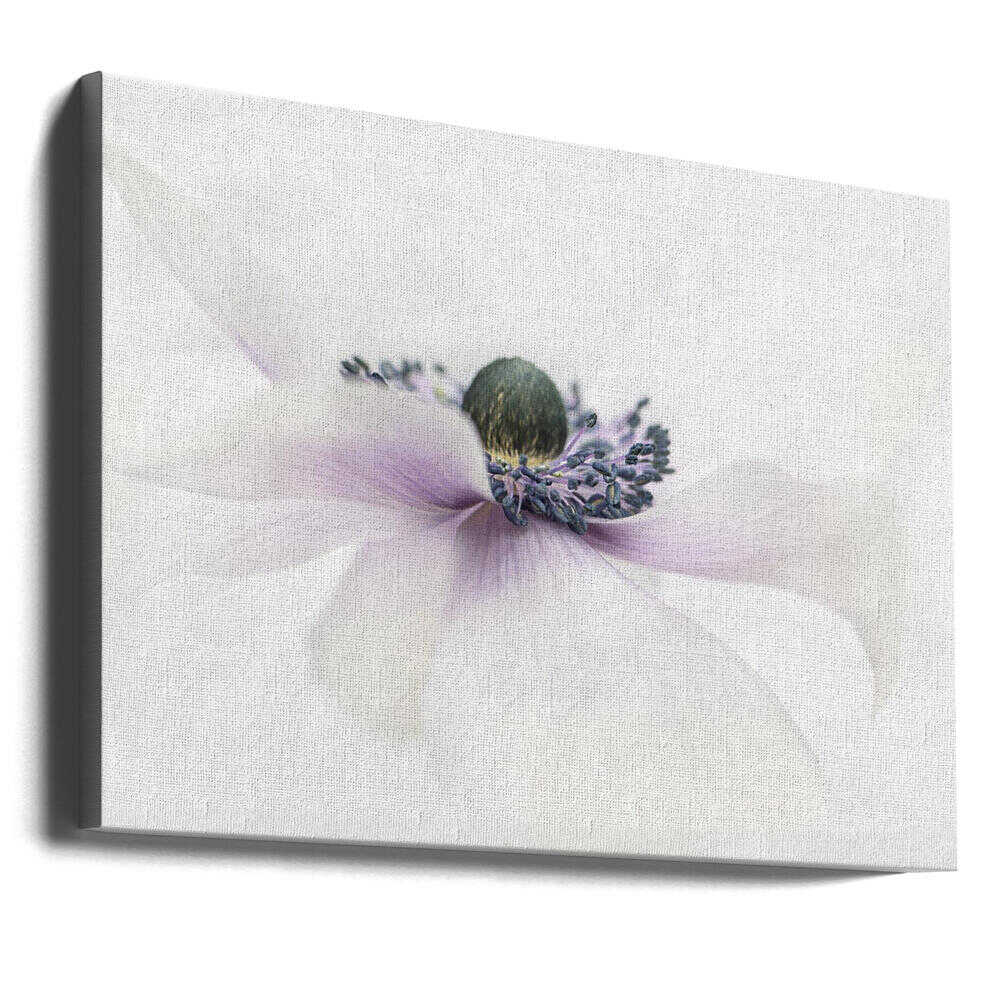 Delicate White Anemone - Floral Photographic Stretched Canvas Poster or Fine Art Print