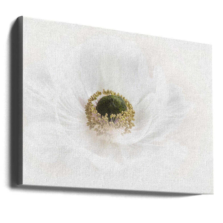 Delicate White Anemone - Floral Photographic Stretched Canvas Poster or Fine Art Print