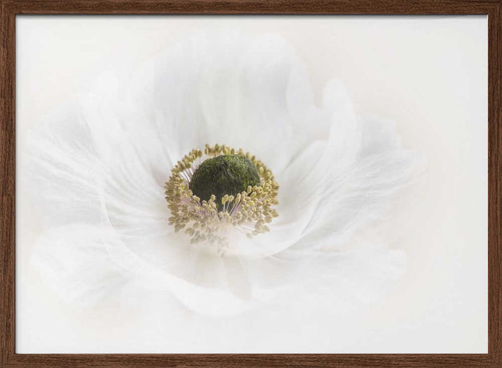 Delicate White Anemone - Floral Photographic Stretched Canvas Poster or Fine Art Print