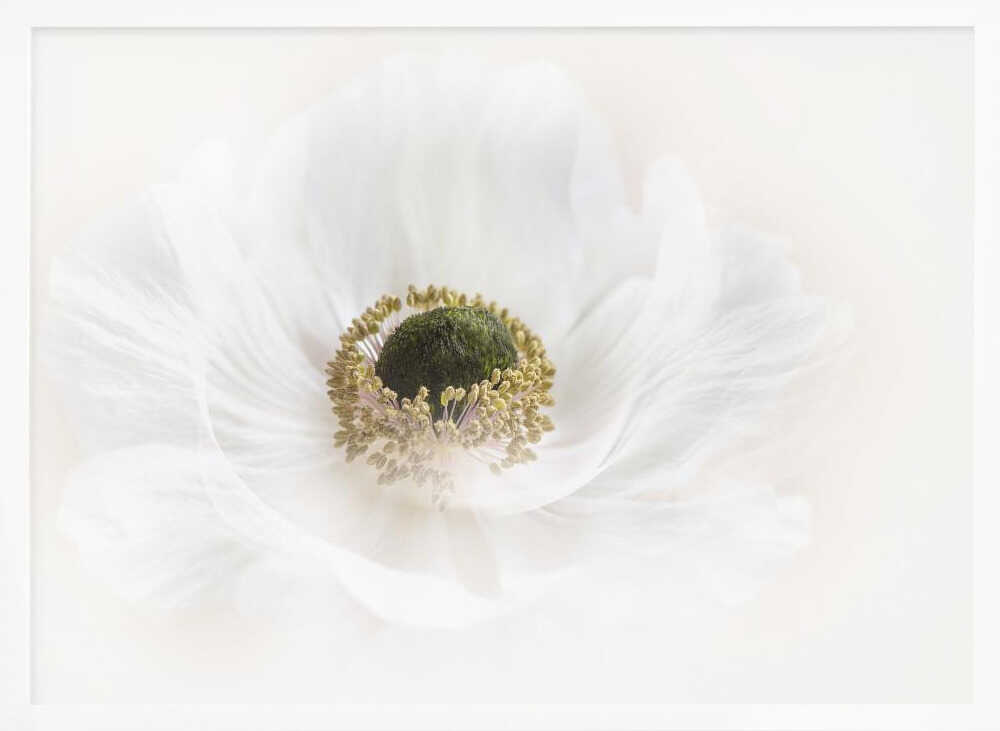Delicate White Anemone - Floral Photographic Stretched Canvas Poster or Fine Art Print