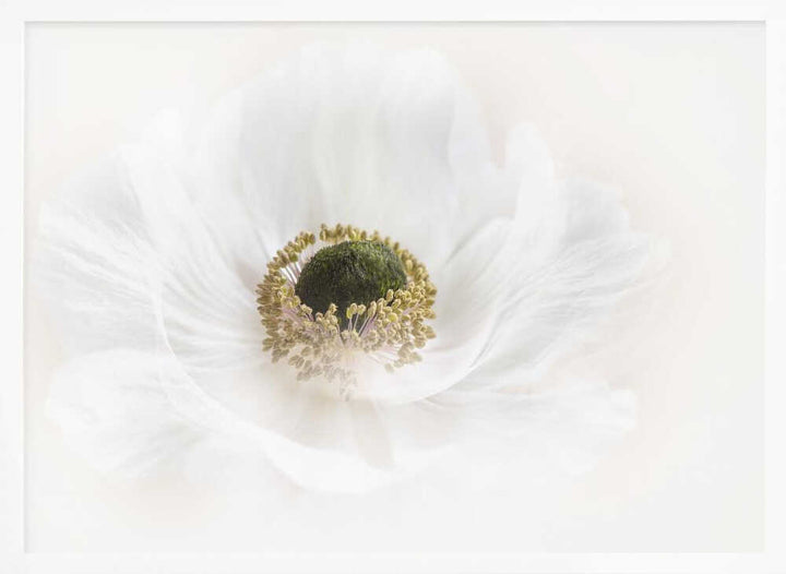Delicate White Anemone - Floral Photographic Stretched Canvas Poster or Fine Art Print