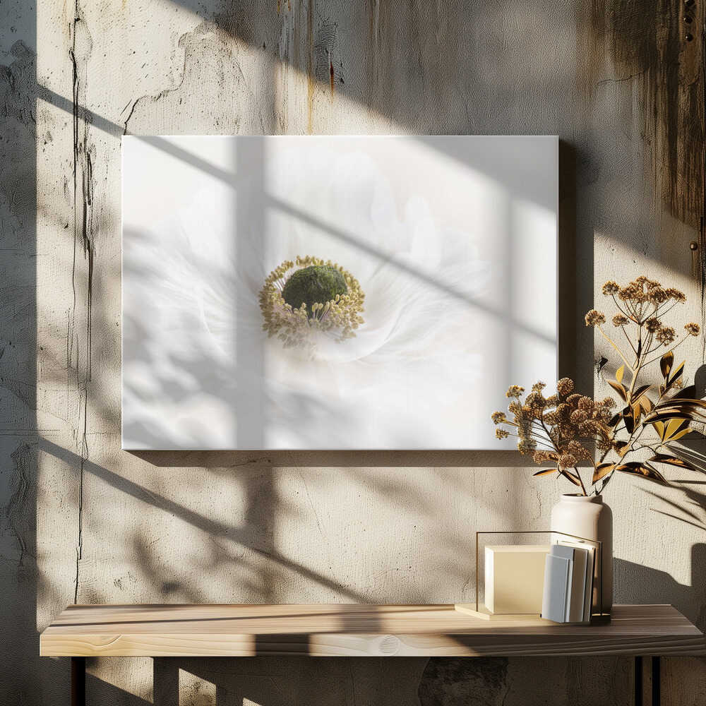 Delicate White Anemone - Floral Photographic Stretched Canvas Poster or Fine Art Print