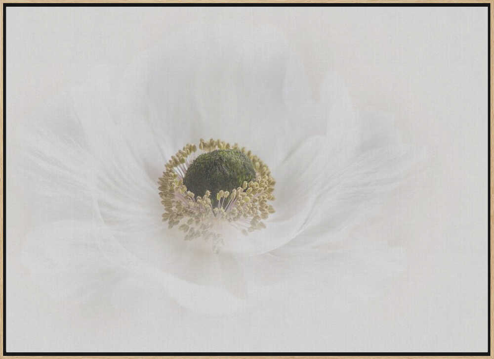 Delicate White Anemone - Floral Photographic Stretched Canvas Poster or Fine Art Print