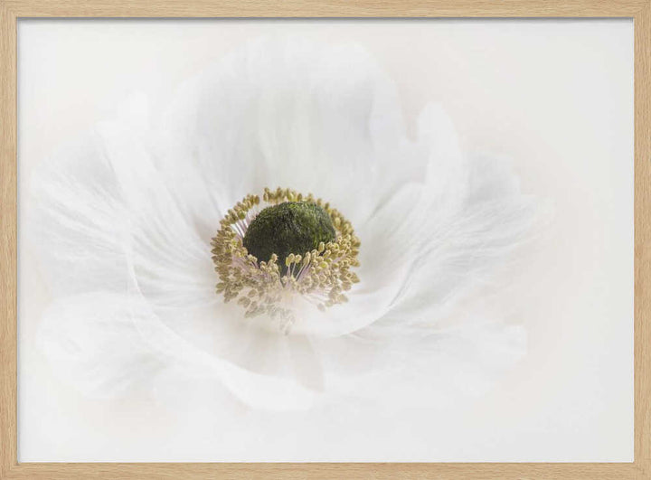 Delicate White Anemone - Floral Photographic Stretched Canvas Poster or Fine Art Print