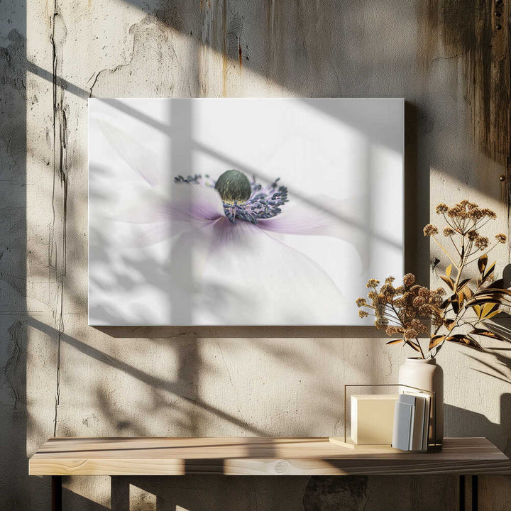 Delicate White Anemone - Floral Photographic Stretched Canvas Poster or Fine Art Print