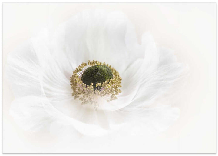 Delicate White Anemone - Floral Photographic Stretched Canvas Poster or Fine Art Print