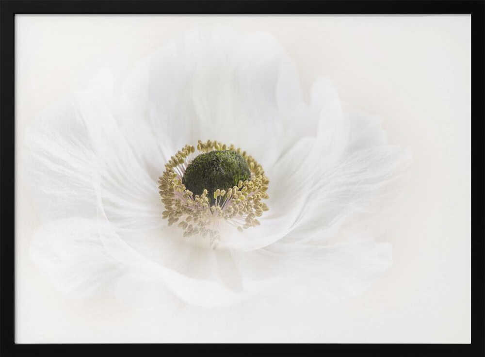 Delicate White Anemone - Floral Photographic Stretched Canvas Poster or Fine Art Print