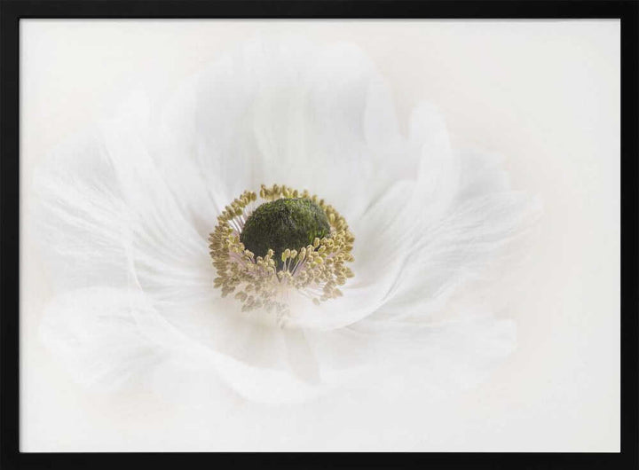 Delicate White Anemone - Floral Photographic Stretched Canvas Poster or Fine Art Print