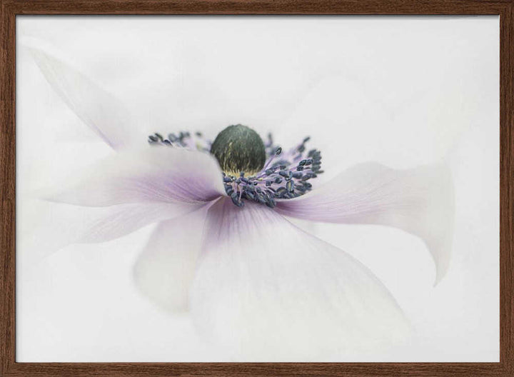 Delicate White Anemone - Floral Photographic Stretched Canvas Poster or Fine Art Print