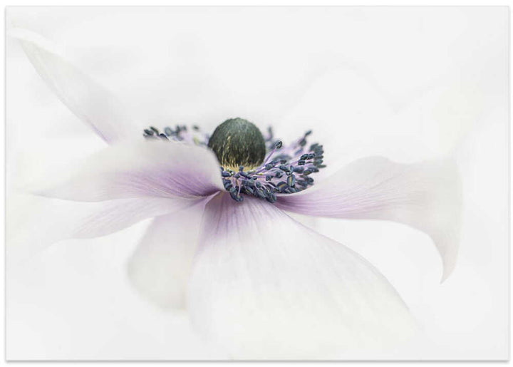 Delicate White Anemone - Floral Photographic Stretched Canvas Poster or Fine Art Print