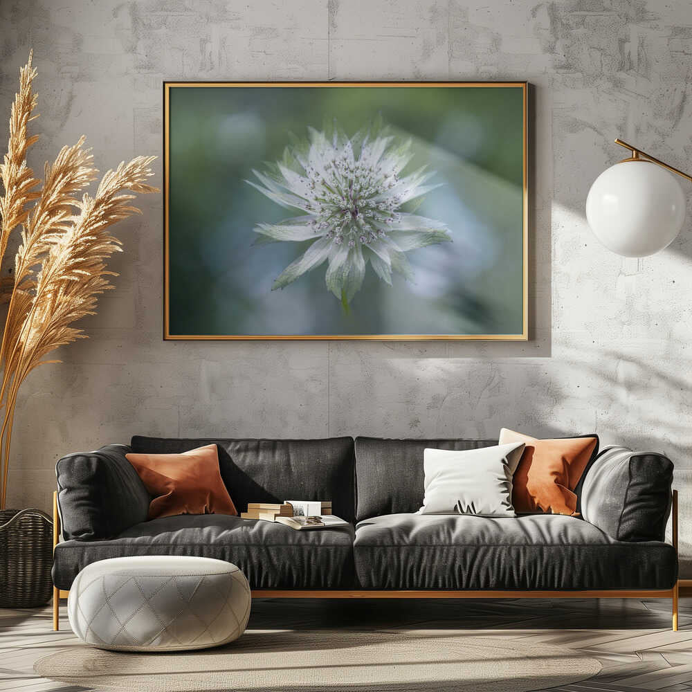 Delicate White Bloom - Floral Photographic Stretched Canvas Poster or Fine Art Print