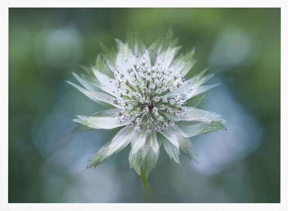 Delicate White Bloom - Floral Photographic Stretched Canvas Poster or Fine Art Print