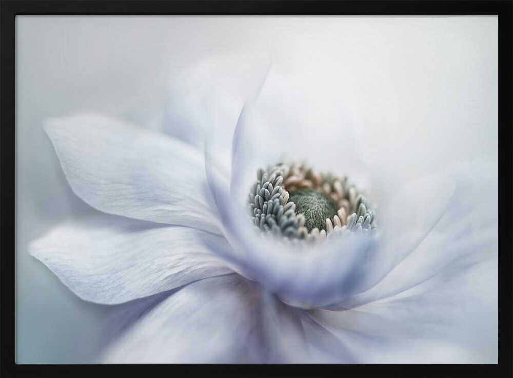 Delicate White Bloom - Floral Photographic Stretched Canvas Poster or Fine Art Print