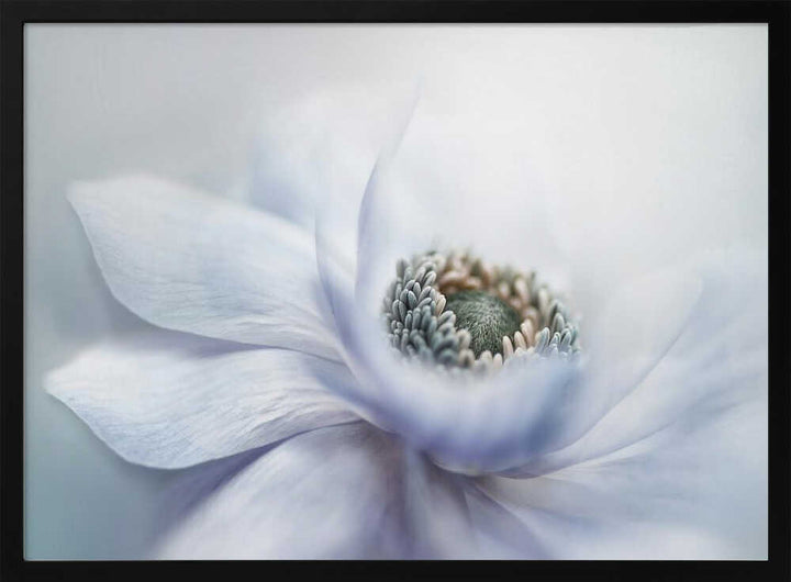 Delicate White Bloom - Floral Photographic Stretched Canvas Poster or Fine Art Print