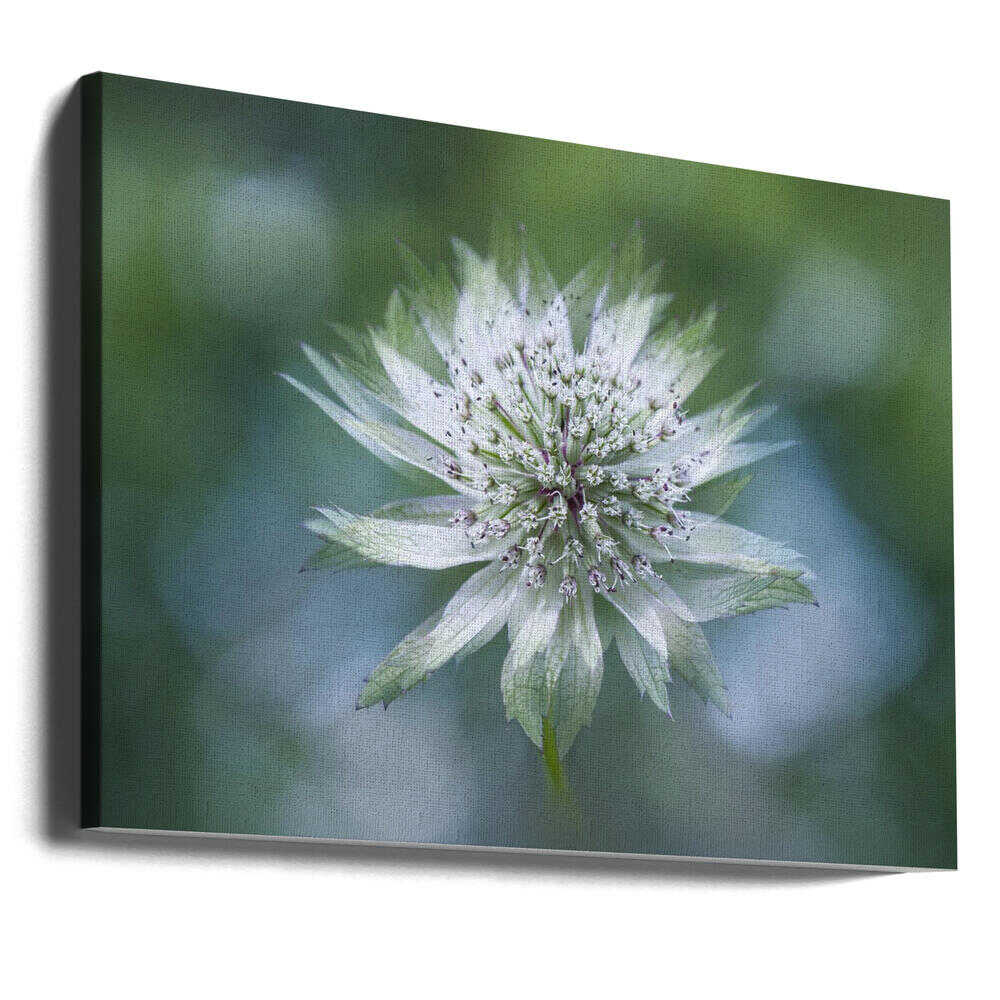 Delicate White Bloom - Floral Photographic Stretched Canvas Poster or Fine Art Print