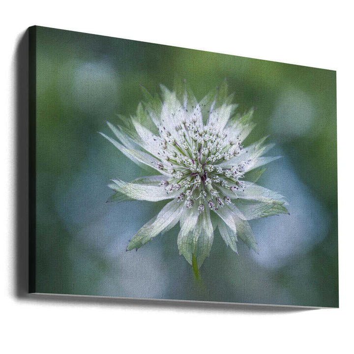 Delicate White Bloom - Floral Photographic Stretched Canvas Poster or Fine Art Print