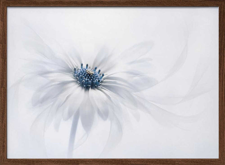Delicate White Bloom - Stretched Canvas Poster or Fine Art Print