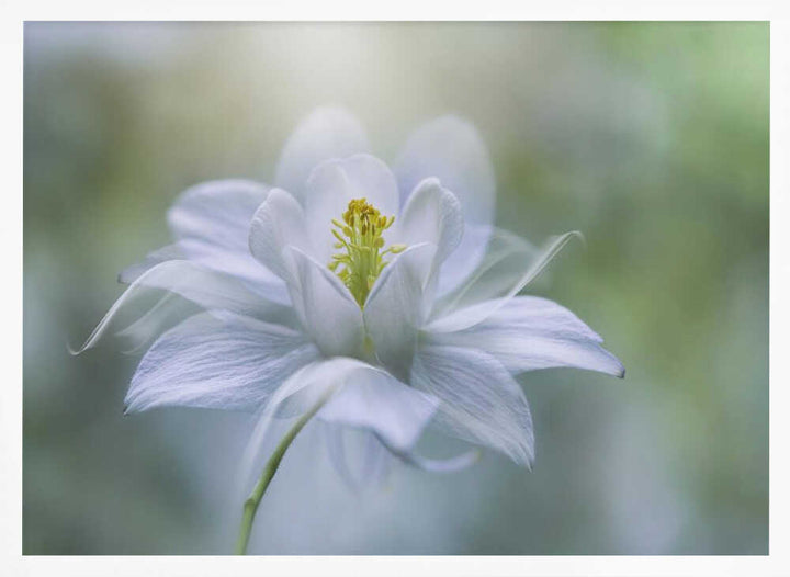 Delicate White Bloom - Stretched Canvas Poster or Fine Art Print