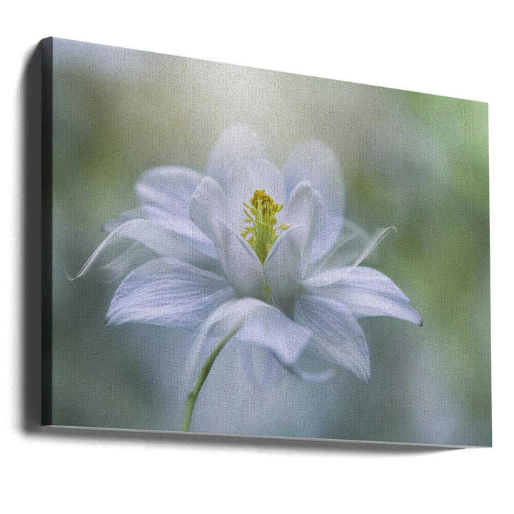 Delicate White Bloom - Stretched Canvas Poster or Fine Art Print