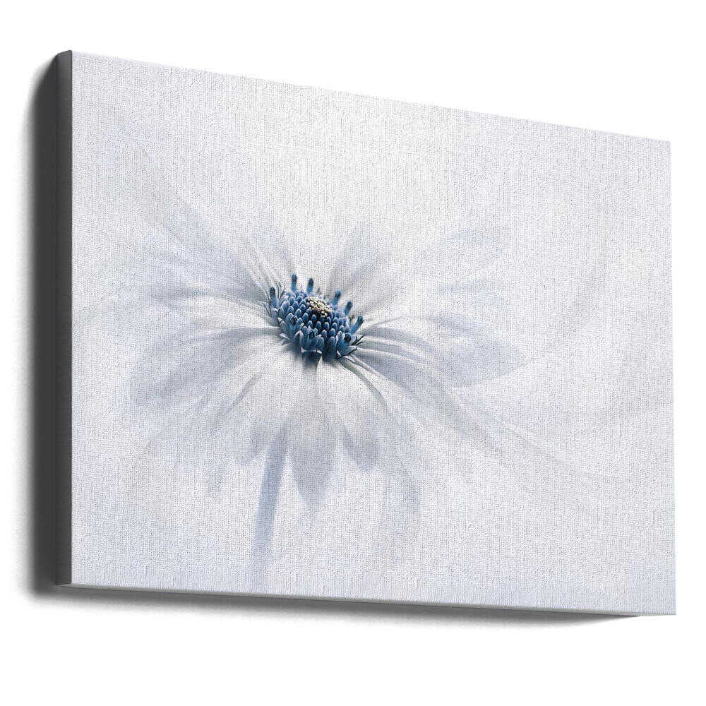 Delicate White Bloom - Stretched Canvas Poster or Fine Art Print
