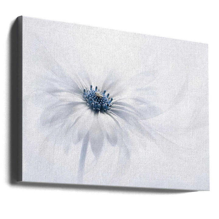 Delicate White Bloom - Stretched Canvas Poster or Fine Art Print